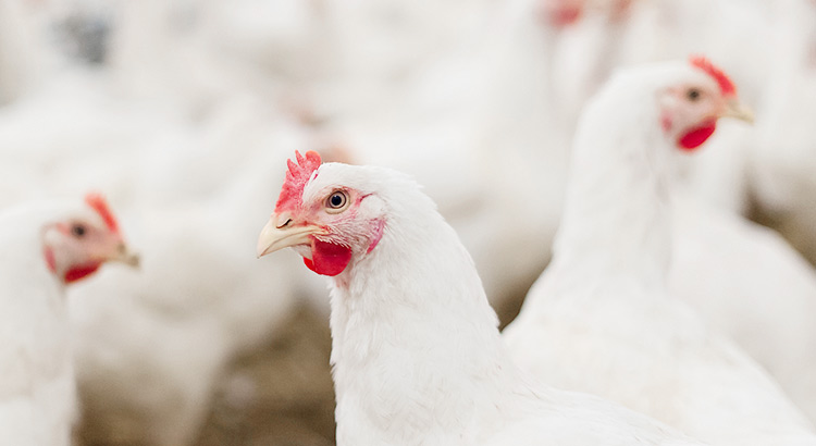 �ŵ�88(�й���)�ٷ���վ