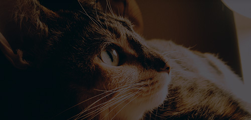 �ŵ�88(�й���)�ٷ���վ